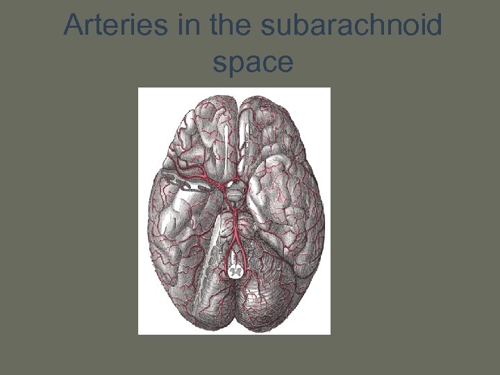 Arteries in the subarachnoid space 