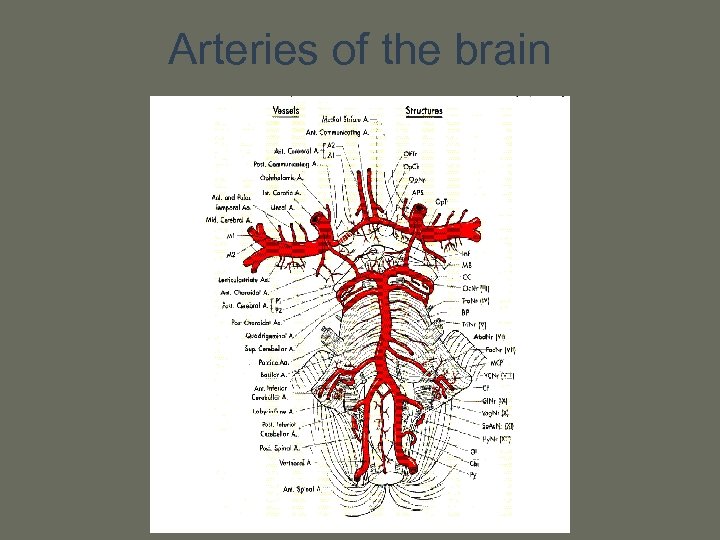 Arteries of the brain 