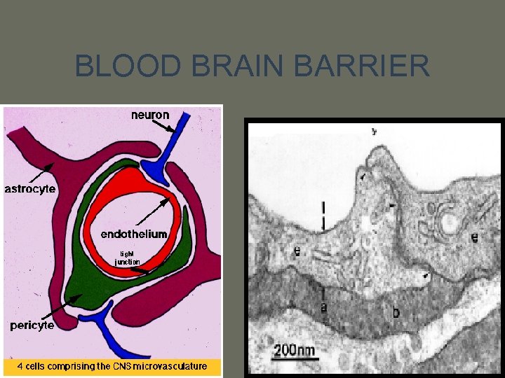 BLOOD BRAIN BARRIER 