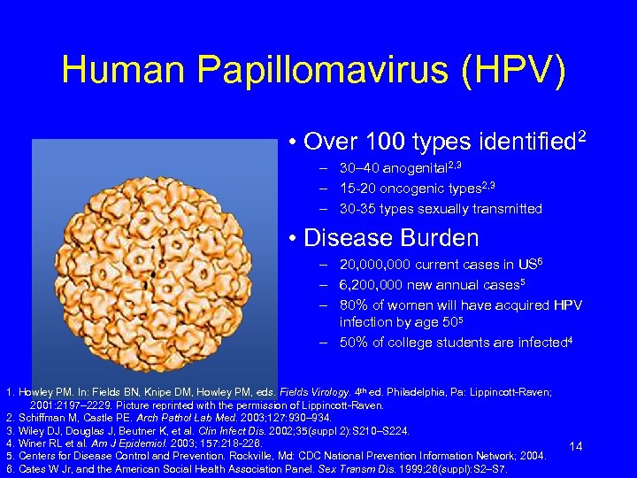 Human Papillomavirus (HPV) • Over 100 types identified 2 – 30– 40 anogenital 2,