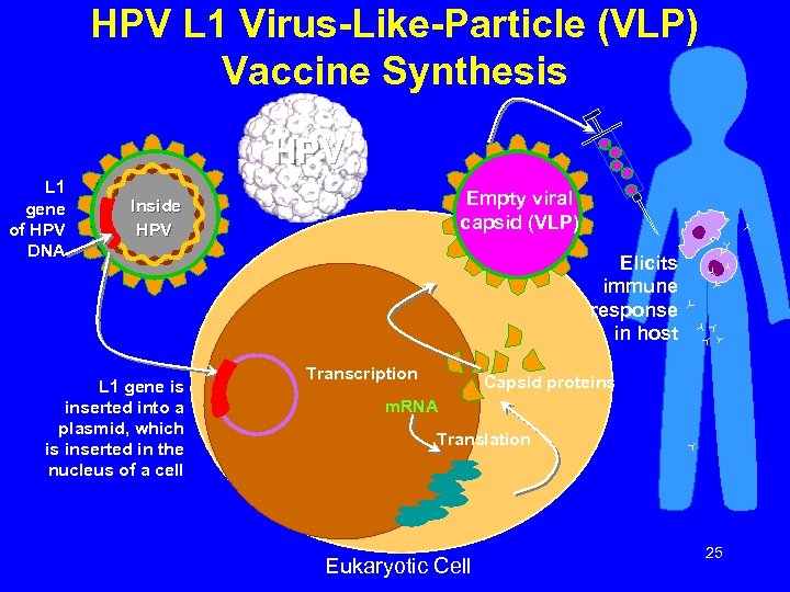 HPV L 1 Virus-Like-Particle (VLP) Vaccine Synthesis HPV L 1 gene of HPV DNA