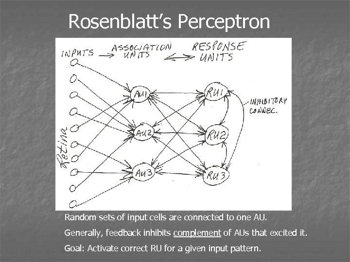 Rosenblatt’s Perceptron Random sets of input cells are connected to one AU. Generally, feedback