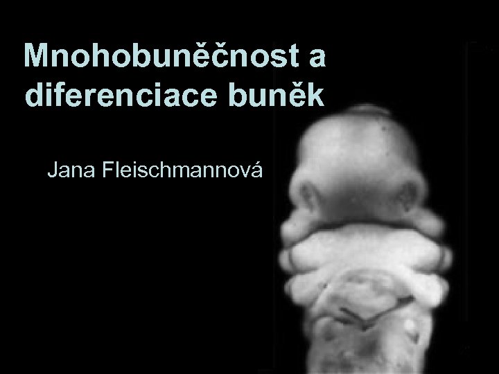 Mnohobuněčnost a diferenciace buněk Jana Fleischmannová 