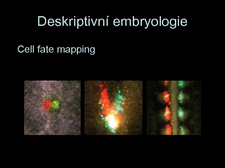 Deskriptivní embryologie Cell fate mapping 