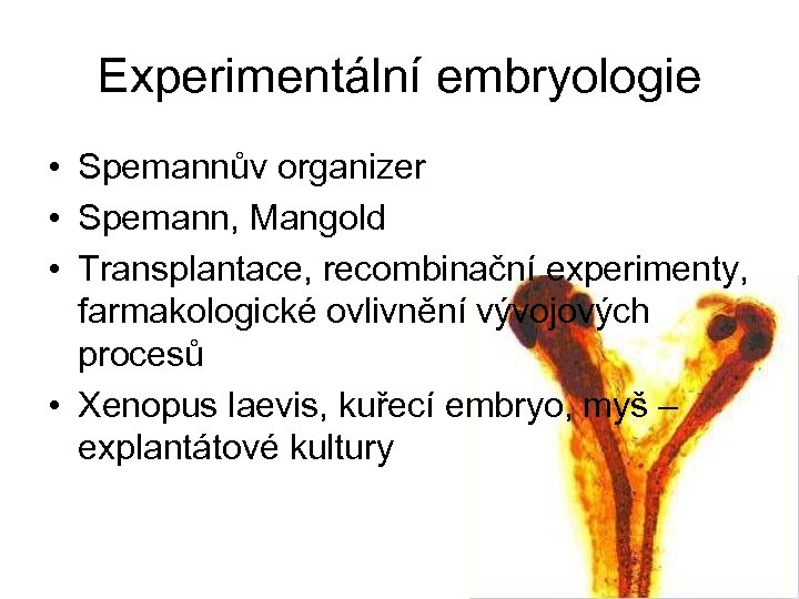 Experimentální embryologie • Spemannův organizer • Spemann, Mangold • Transplantace, recombinační experimenty, farmakologické ovlivnění