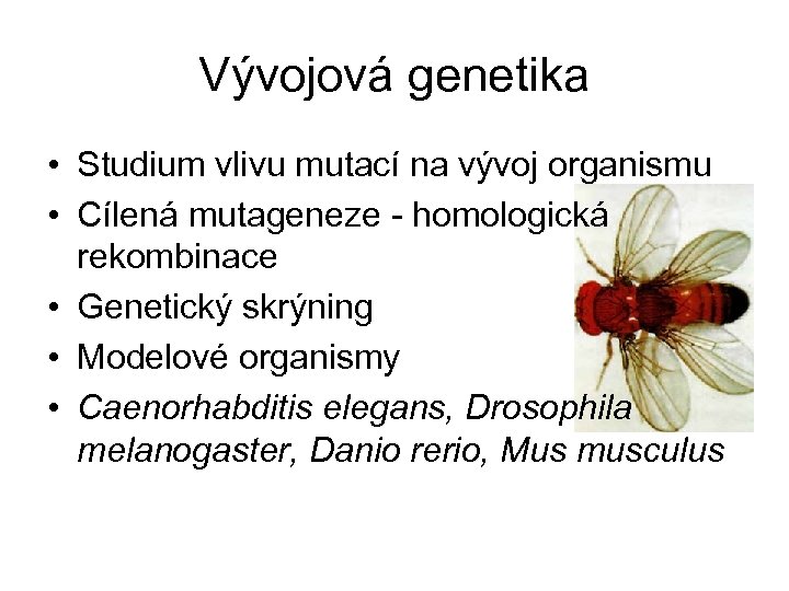 Vývojová genetika • Studium vlivu mutací na vývoj organismu • Cílená mutageneze - homologická