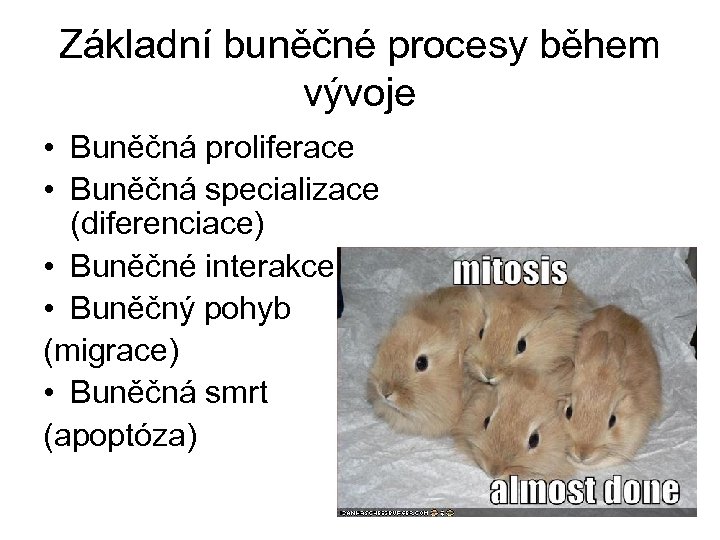 Základní buněčné procesy během vývoje • Buněčná proliferace • Buněčná specializace (diferenciace) • Buněčné