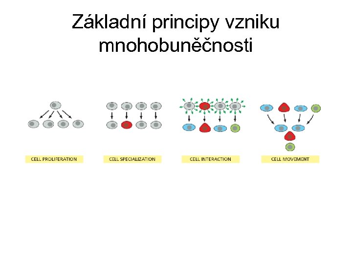 Základní principy vzniku mnohobuněčnosti 