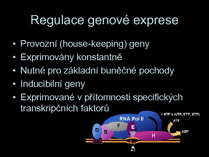 Regulace genové exprese • • • Provozní (house-keeping) geny Exprimovány konstantně Nutné pro základní