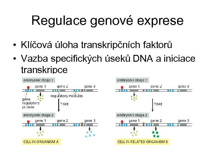 Regulace genové exprese • Klíčová úloha transkripčních faktorů • Vazba specifických úseků DNA a