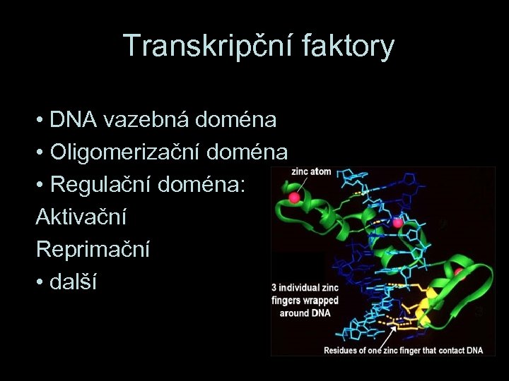 Transkripční faktory • DNA vazebná doména • Oligomerizační doména • Regulační doména: Aktivační Reprimační