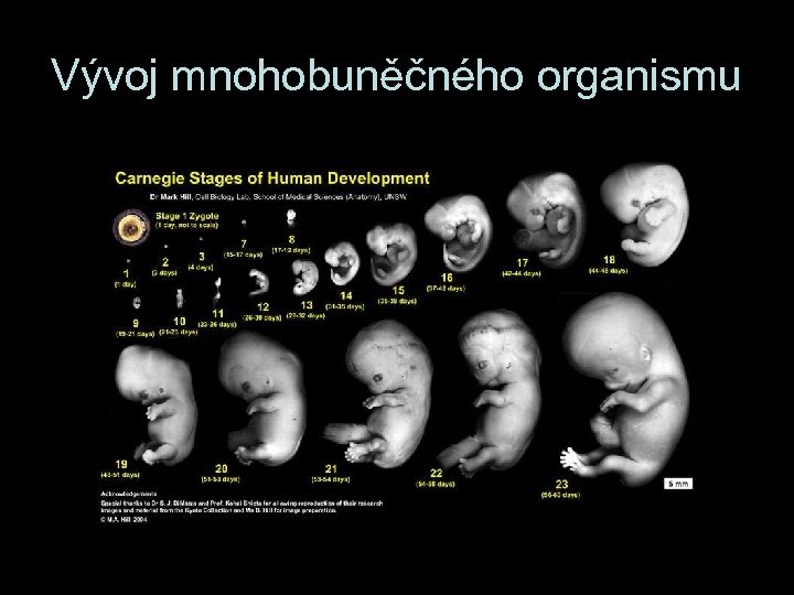 Vývoj mnohobuněčného organismu 