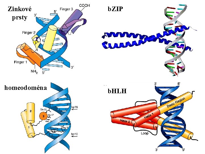 Zinkové prsty homeodoména b. ZIP b. HLH 