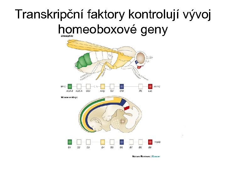 Transkripční faktory kontrolují vývoj homeoboxové geny 