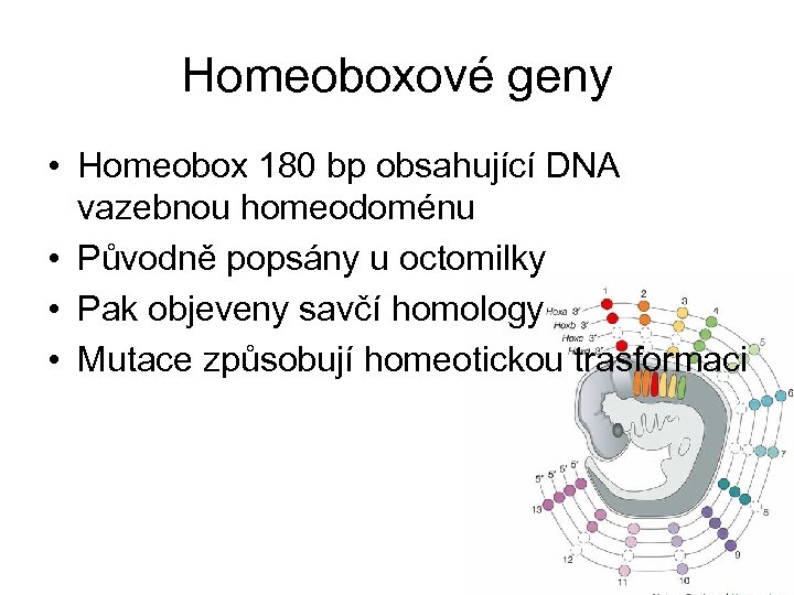 Homeoboxové geny • Homeobox 180 bp obsahující DNA vazebnou homeodoménu • Původně popsány u