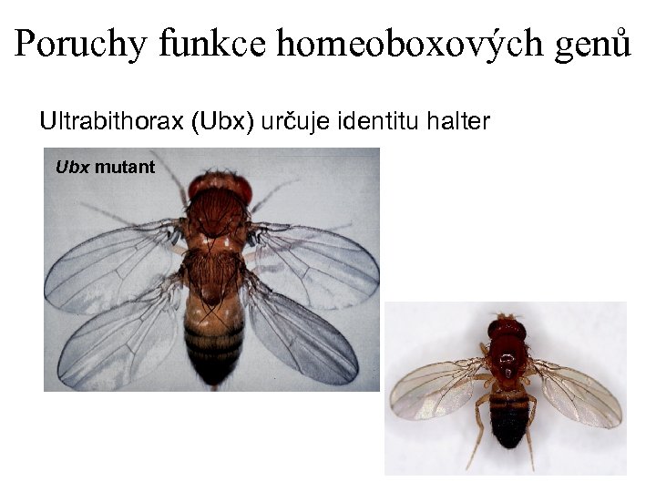 Poruchy funkce homeoboxových genů Ultrabithorax (Ubx) určuje identitu halter Ubx mutant 