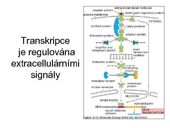 Transkripce je regulována extracellulárními signály 