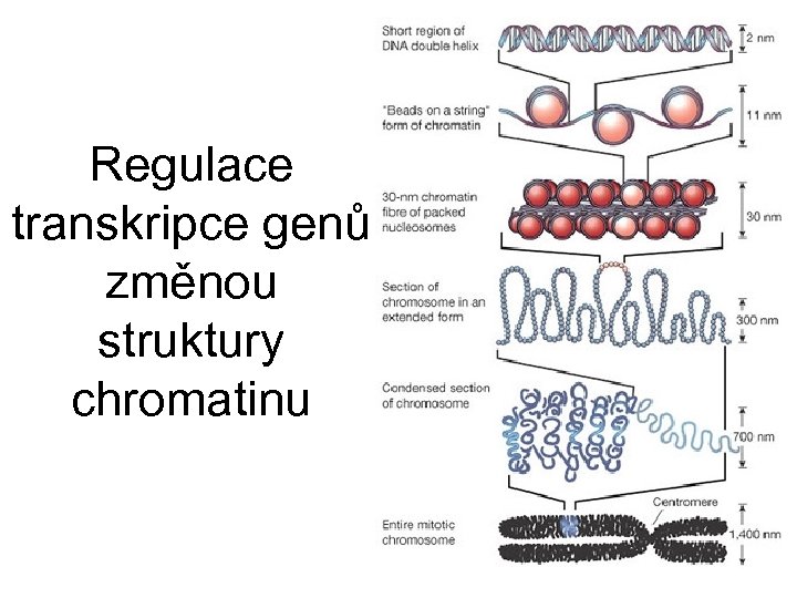 Regulace transkripce genů změnou struktury chromatinu 