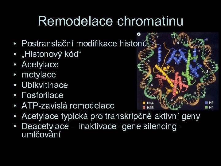 Remodelace chromatinu • • • Postranslační modifikace histonů „Histonový kód“ Acetylace metylace Ubikvitinace Fosforilace