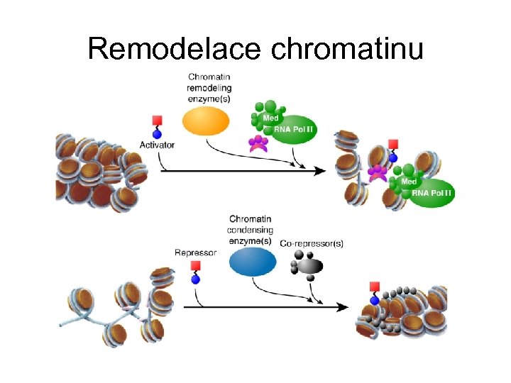 Remodelace chromatinu 