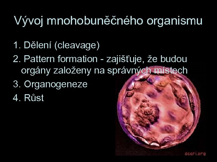 Vývoj mnohobuněčného organismu 1. Dělení (cleavage) 2. Pattern formation - zajišťuje, že budou orgány