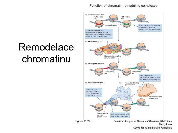 Remodelace chromatinu 