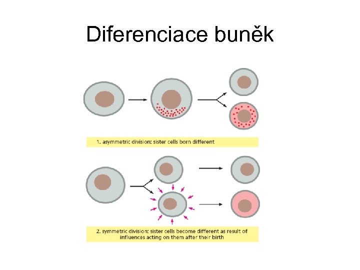 Diferenciace buněk 