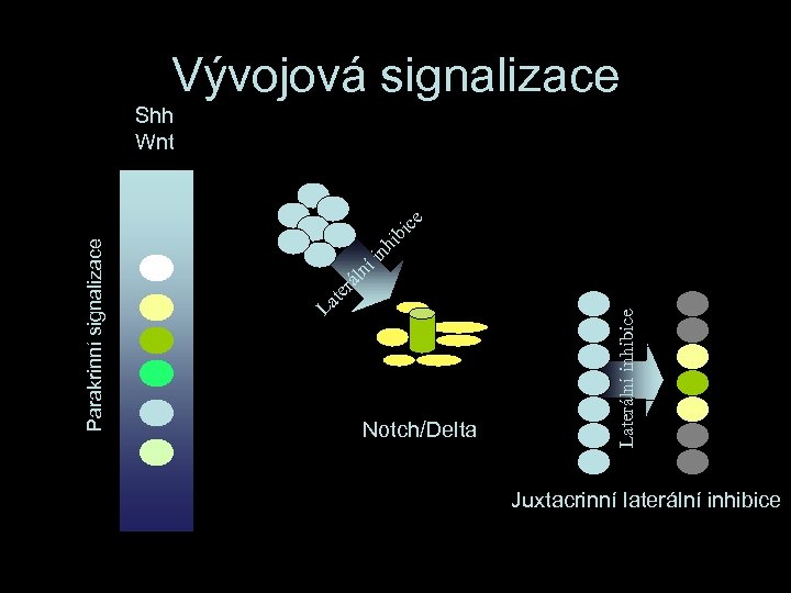 Vývojová signalizace ib nh íi Notch/Delta Laterální inhibice rá ln La te Parakrinní signalizace