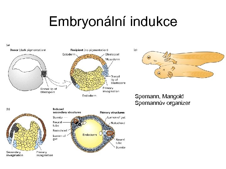 Embryonální indukce Spemann, Mangold Spemannův organizer 