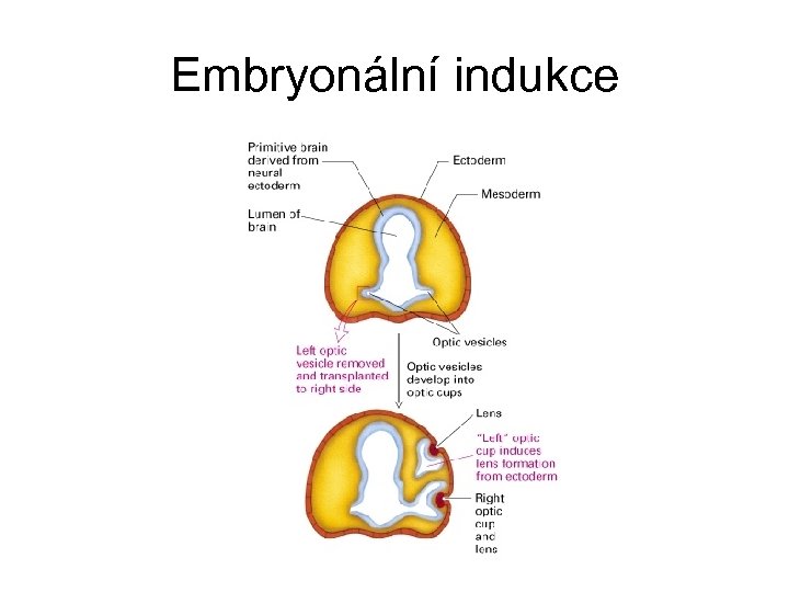 Embryonální indukce 