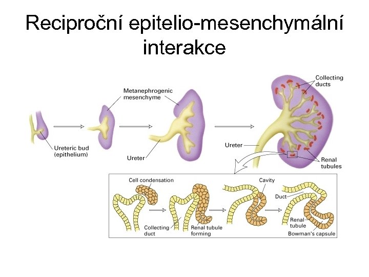 Reciproční epitelio-mesenchymální interakce 