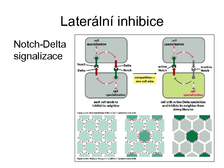 Laterální inhibice Notch-Delta signalizace 