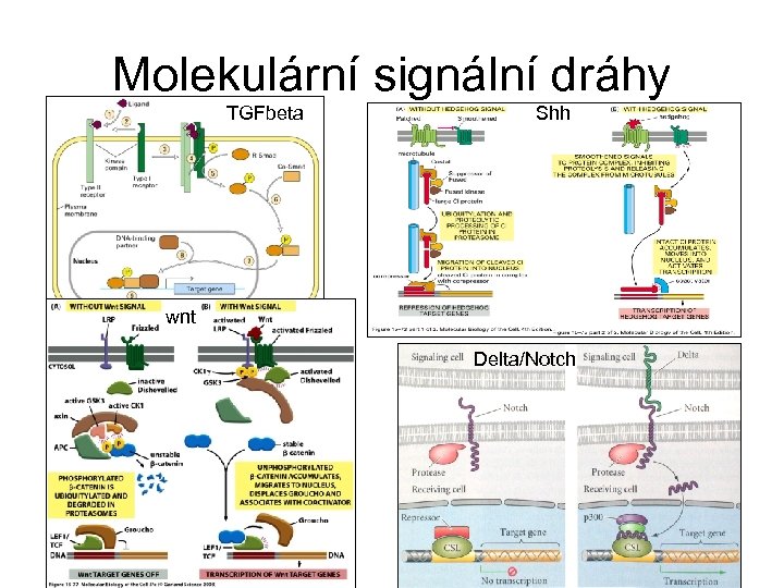 Molekulární signální dráhy TGFbeta Shh wnt Delta/Notch 