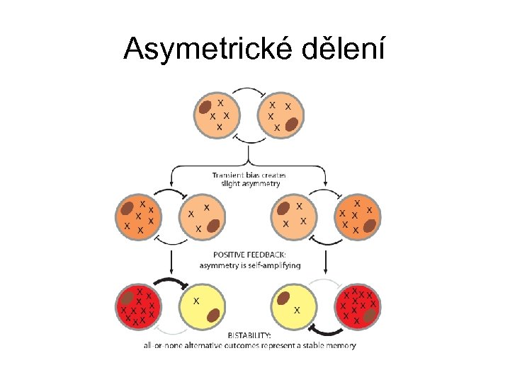 Asymetrické dělení 