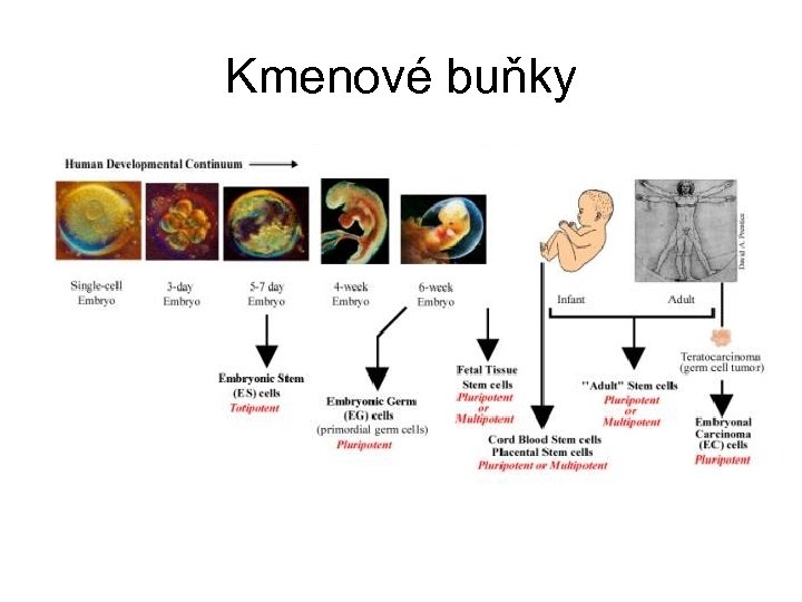 Kmenové buňky 