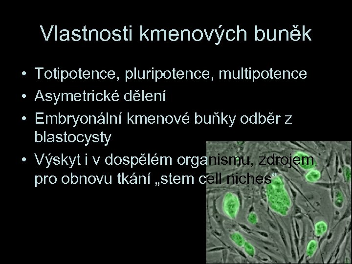 Vlastnosti kmenových buněk • Totipotence, pluripotence, multipotence • Asymetrické dělení • Embryonální kmenové buňky