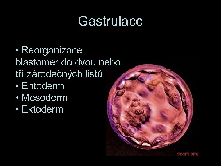 Gastrulace • Reorganizace blastomer do dvou nebo tří zárodečných listů • Entoderm • Mesoderm