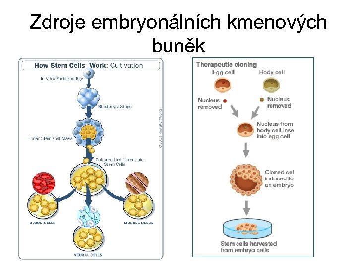 Zdroje embryonálních kmenových buněk 