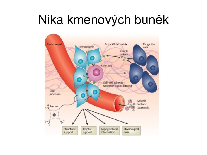 Nika kmenových buněk 