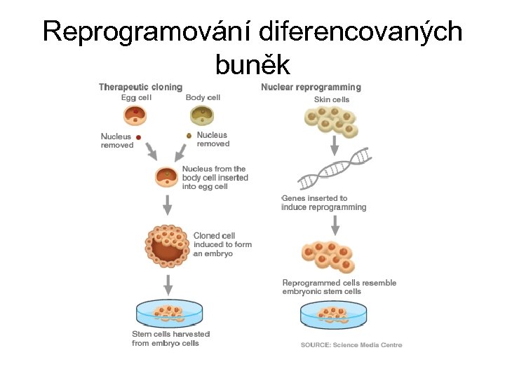 Reprogramování diferencovaných buněk 