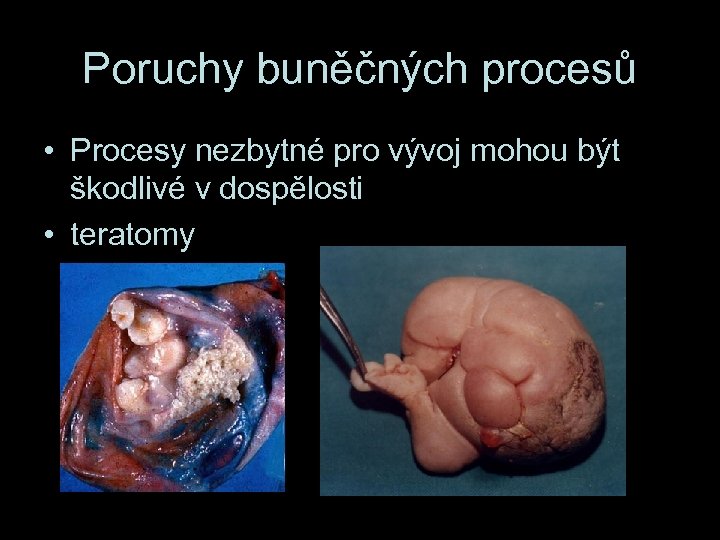 Poruchy buněčných procesů • Procesy nezbytné pro vývoj mohou být škodlivé v dospělosti •