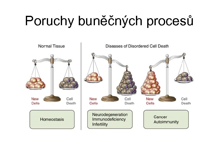 Poruchy buněčných procesů 