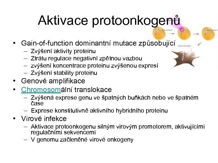 Aktivace protoonkogenů • Gain-of-function dominantní mutace způsobující – – Zvýšení aktivity proteinu Ztrátu regulace