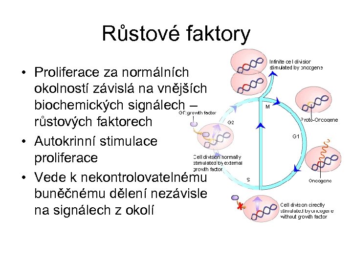 Růstové faktory • Proliferace za normálních okolností závislá na vnějších biochemických signálech – růstových