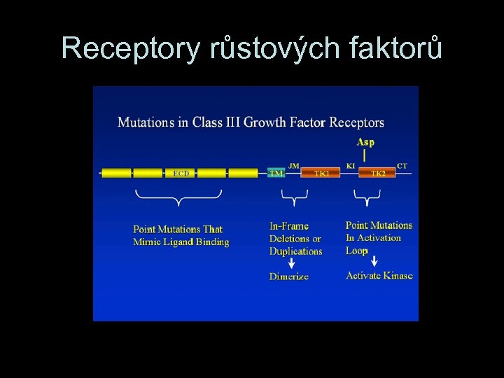 Receptory růstových faktorů 