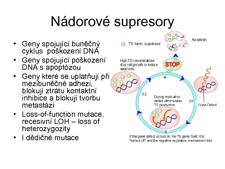 Nádorové supresory • Geny spojující buněčný cyklus poškození DNA • Geny spojující poškození DNA