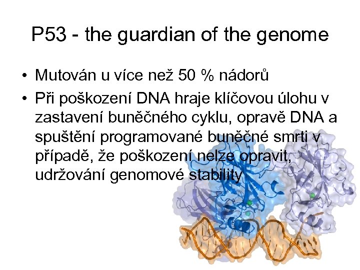 P 53 - the guardian of the genome • Mutován u více než 50