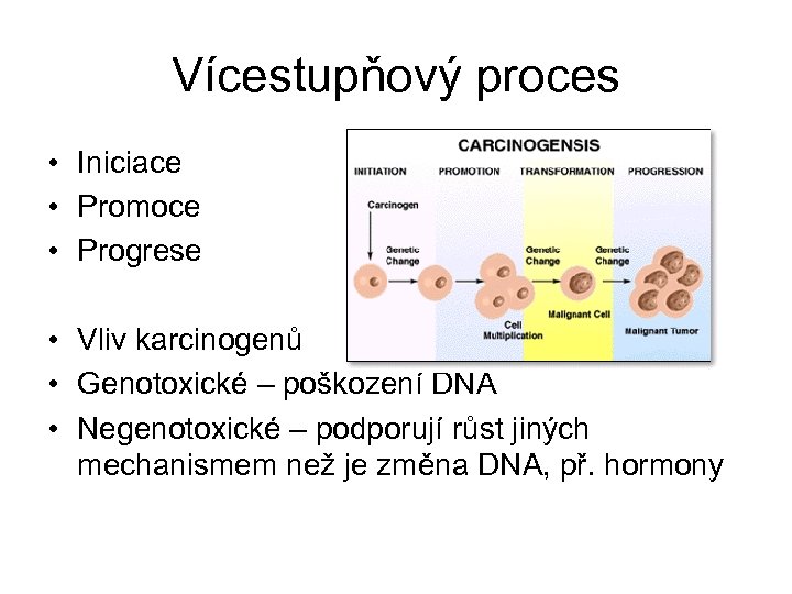 Vícestupňový proces • Iniciace • Promoce • Progrese • Vliv karcinogenů • Genotoxické –