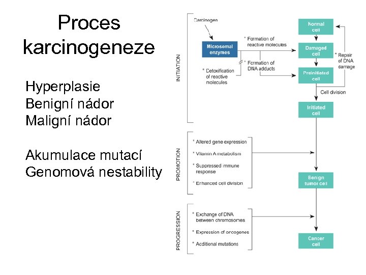 Proces karcinogeneze Hyperplasie Benigní nádor Maligní nádor Akumulace mutací Genomová nestability 