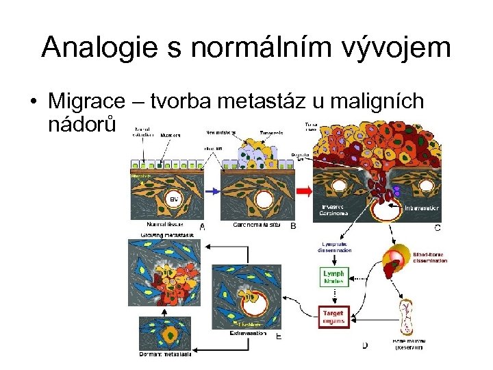 Analogie s normálním vývojem • Migrace – tvorba metastáz u maligních nádorů 